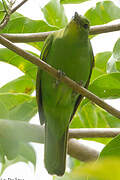 Philippine Leafbird