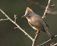 Yuhina à ventre roux