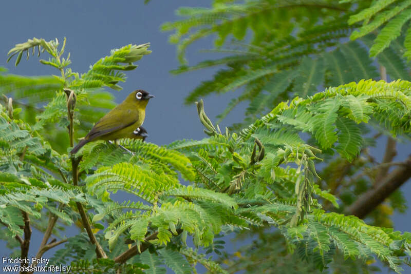 Capped White-eyeadult