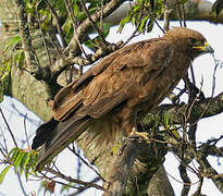 Wahlberg's Eagle