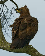 Wahlberg's Eagle