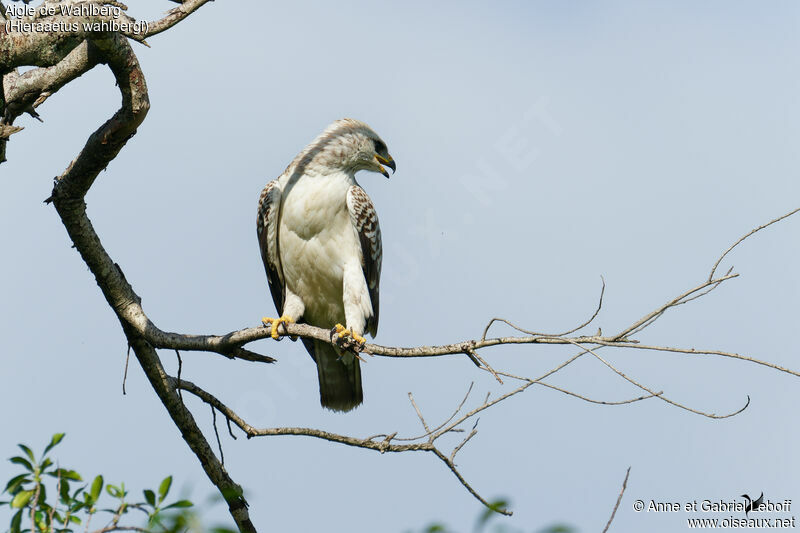 Aigle de Wahlbergimmature