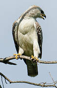 Wahlberg's Eagle