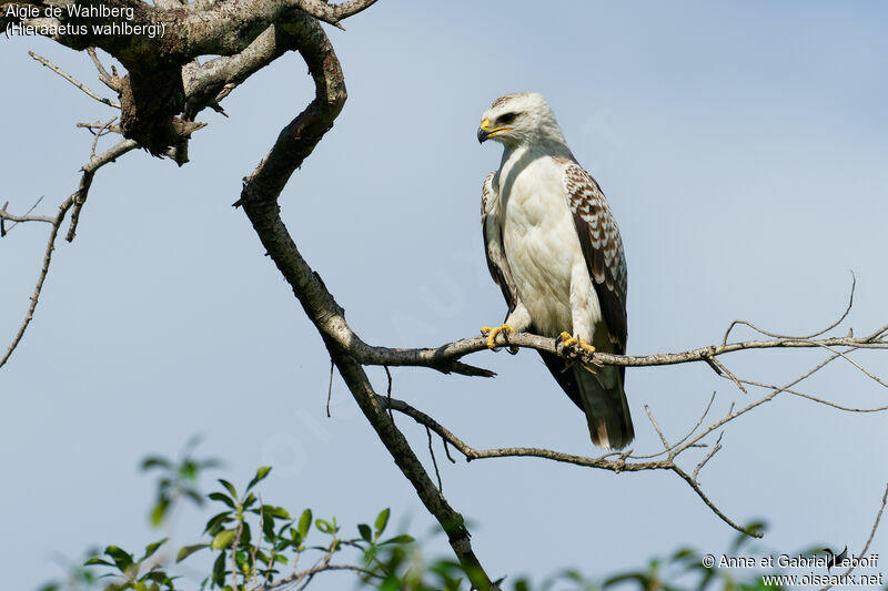 Aigle de Wahlberg