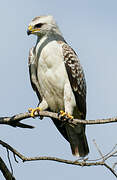 Wahlberg's Eagle