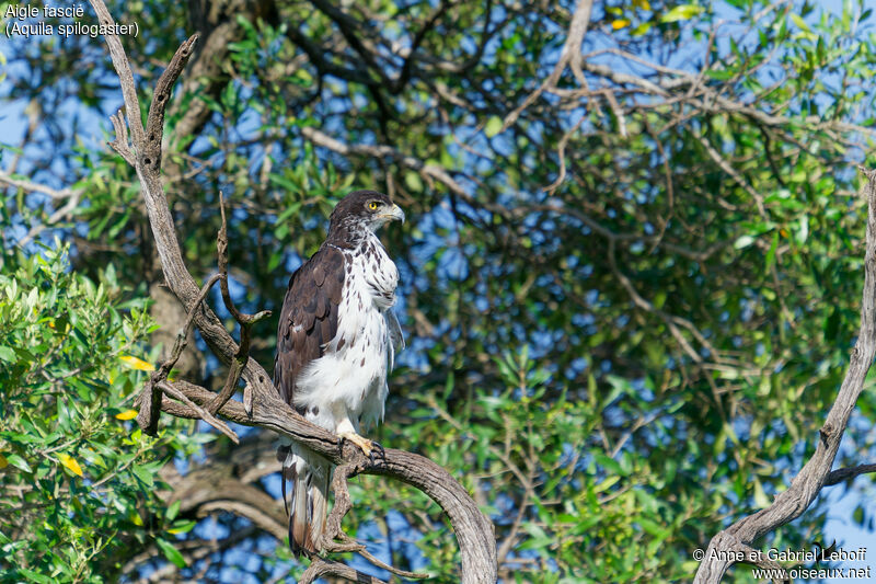 African Hawk-Eagleadult