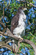 African Hawk-Eagle