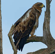 Tawny Eagle