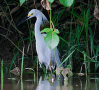 Snowy Egret