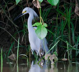 Aigrette neigeuse