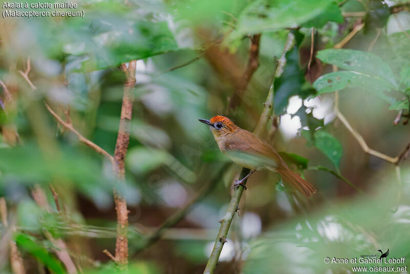 Scaly-crowned Babbleradult