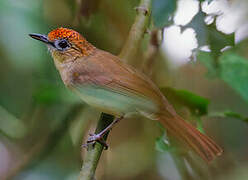 Scaly-crowned Babbler