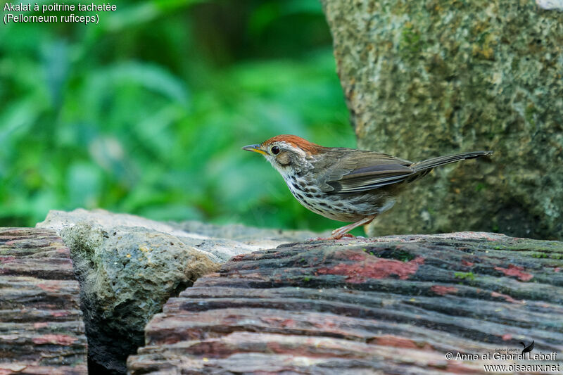 Puff-throated Babbleradult