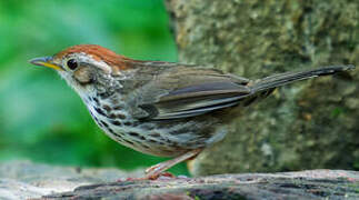 Puff-throated Babbler