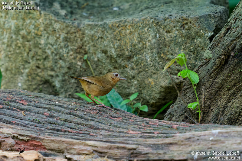 Buff-breasted Babbler