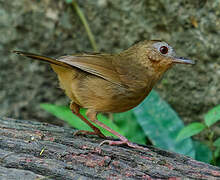 Buff-breasted Babbler