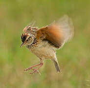 Rufous-naped Lark