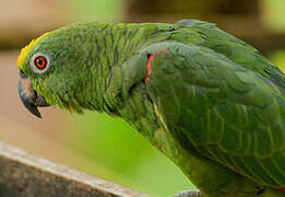 Yellow-crowned Amazon