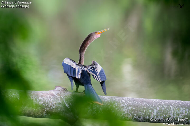 Anhinga d'Amérique