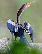 Anhinga