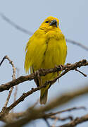 Cuckoo-finch