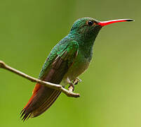 Rufous-tailed Hummingbird