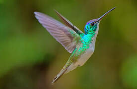 Andean Emerald