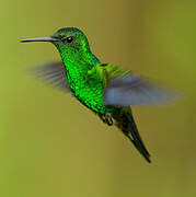 Steely-vented Hummingbird