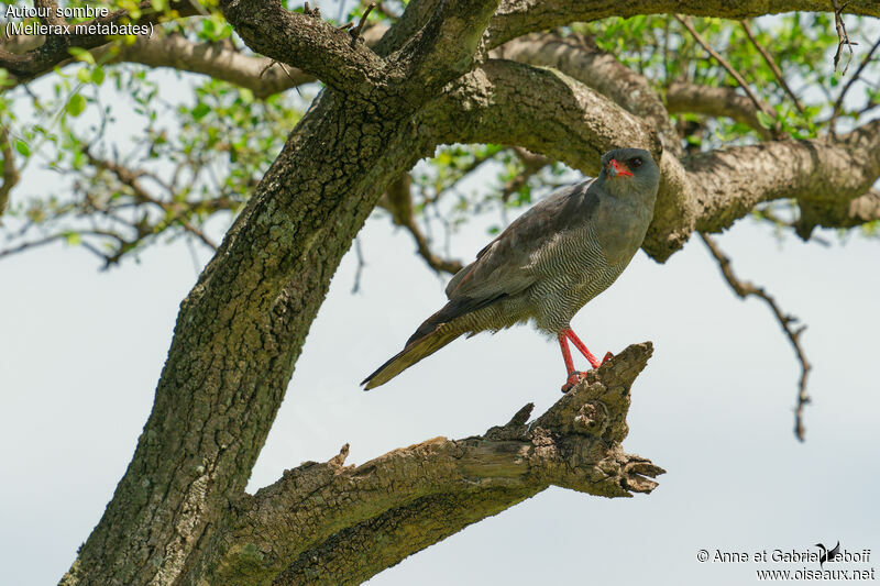 Dark Chanting Goshawkadult, habitat