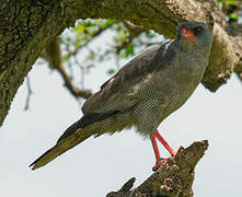 Dark Chanting Goshawk