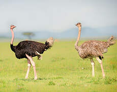 Common Ostrich