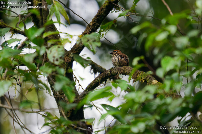 Lanceolated Monklet