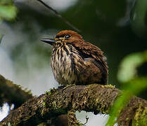 Lanceolated Monklet