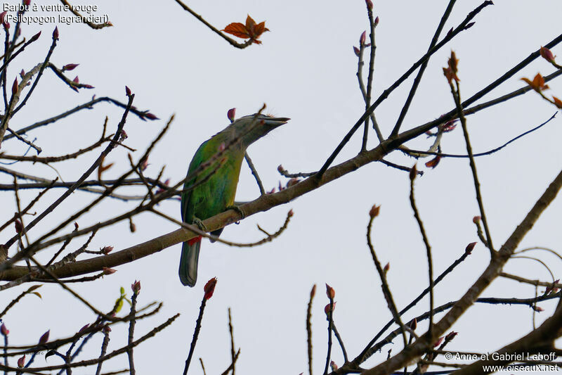 Red-vented Barbet