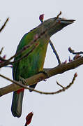 Red-vented Barbet