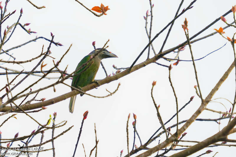 Red-vented Barbet