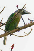 Red-vented Barbet