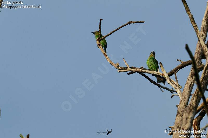 Green-eared Barbetadult