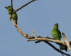 Green-eared Barbet