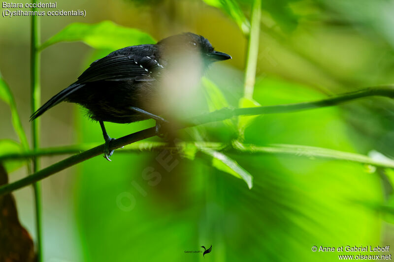 Bicolored Antvireoadult