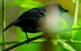 Bicolored Antvireo