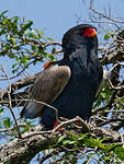 Bateleur des savanes