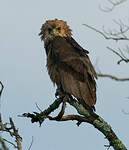 Bateleur des savanes