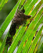 White-tipped Sicklebill