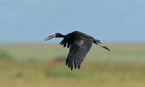 African Openbill