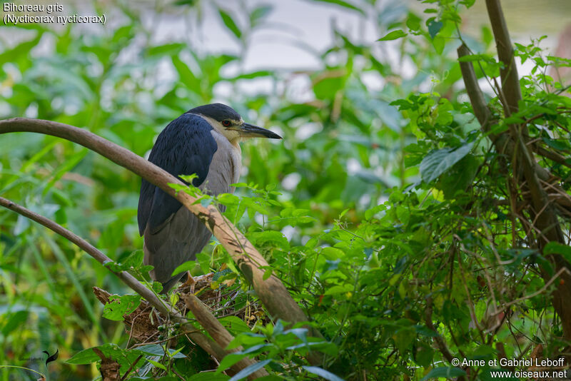 Black-crowned Night Heronadult