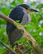 Black-crowned Night Heron