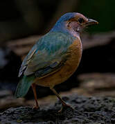 Blue-rumped Pitta