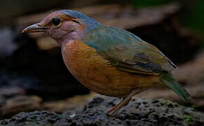 Blue-rumped Pitta