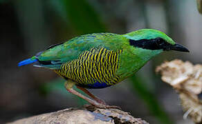 Bar-bellied Pitta